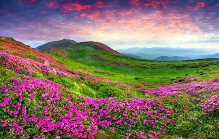 Yumthang Valley_Sikkim_1